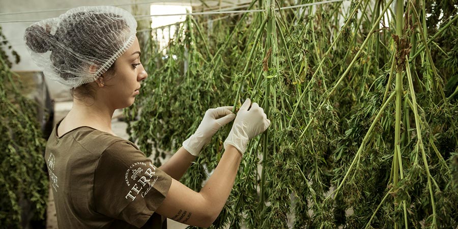 woman wearing a white hair net and white gloves holding cannabis stems and leaves